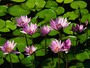 hish_madhu